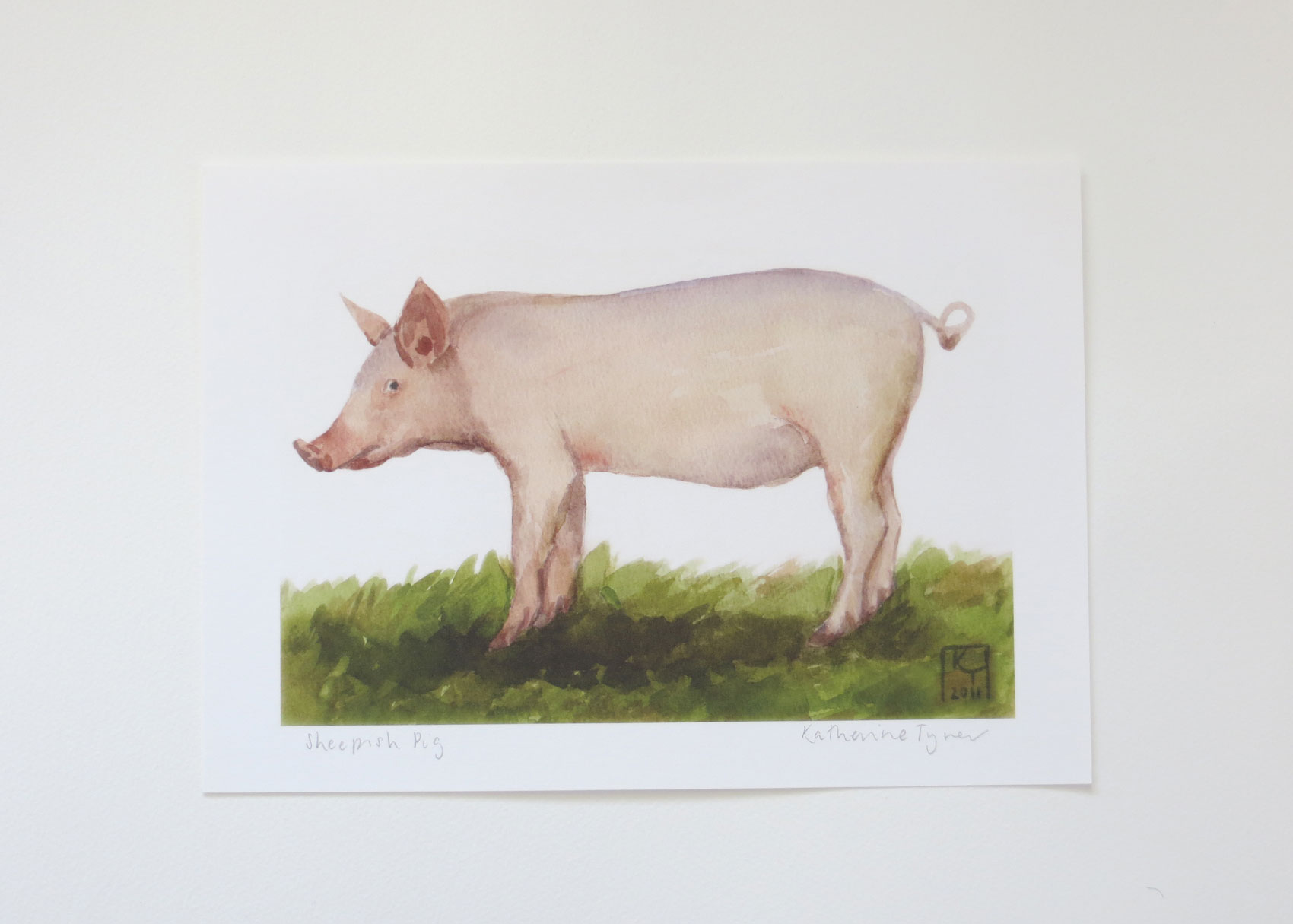 The Sheepish Pig Print, Fine Art Pig Print - KATHERINE TYRER ILLUSTRATOR pig  art, pig prints for sale