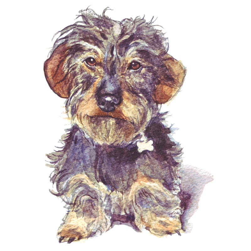 Wirehaired dachshund watercolour portrait