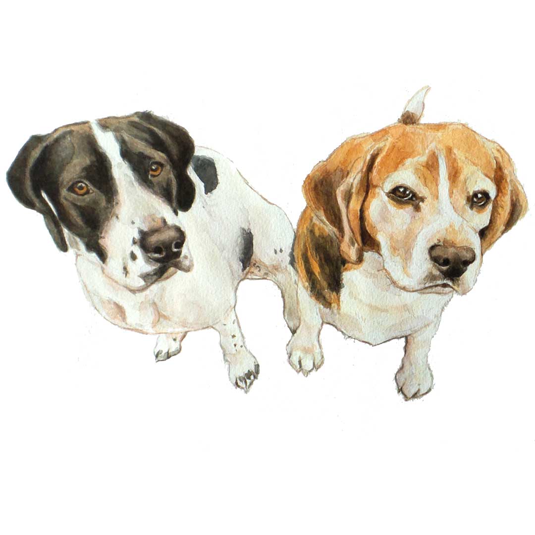 watercolour beagle and pointer portrait