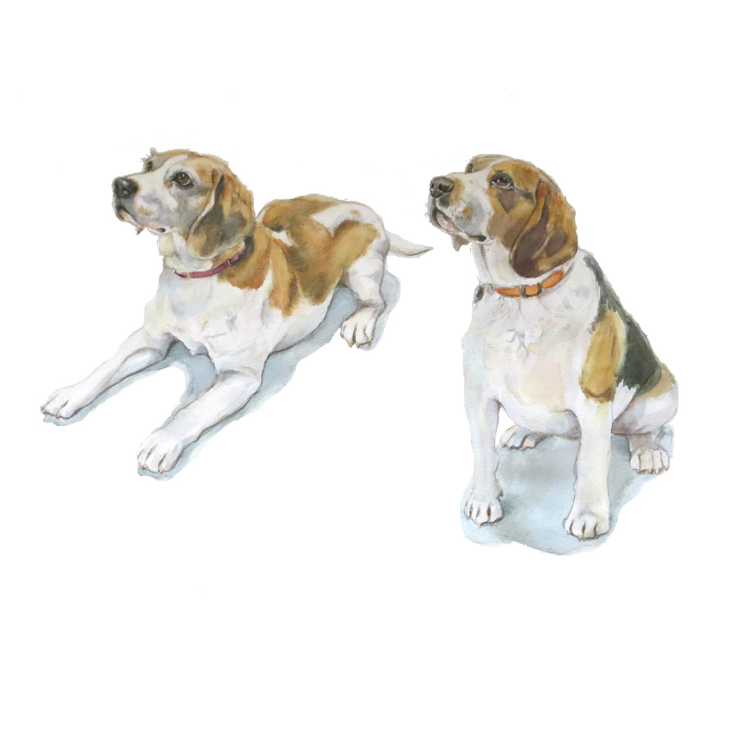 beagle watercolour painting