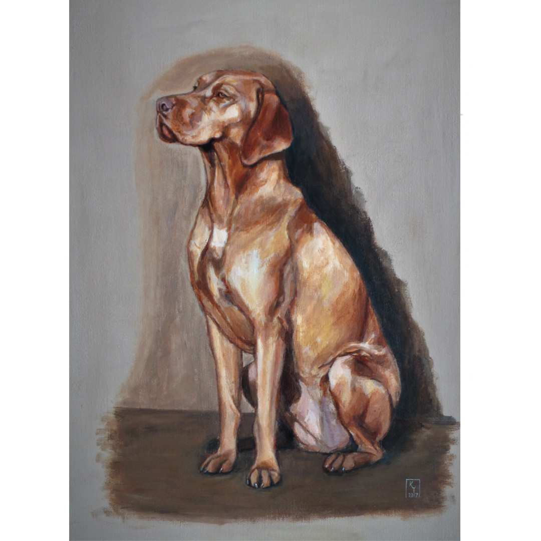 Portrait of a Vizsla dog