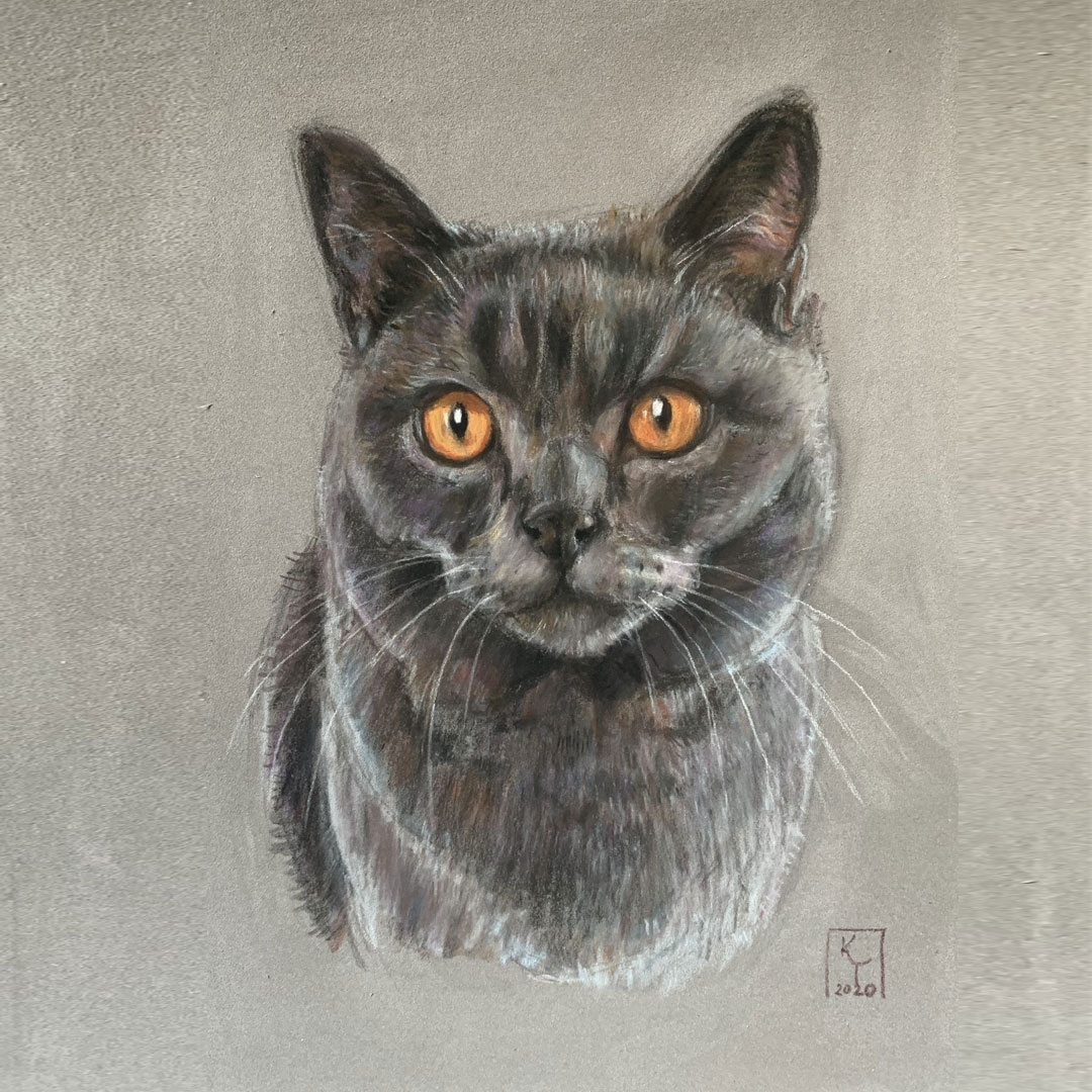 British Shorthair Blue cat pastel portrait