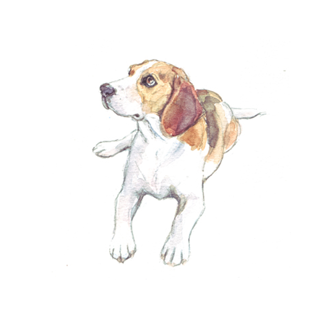 Beagle, watercolour illustration