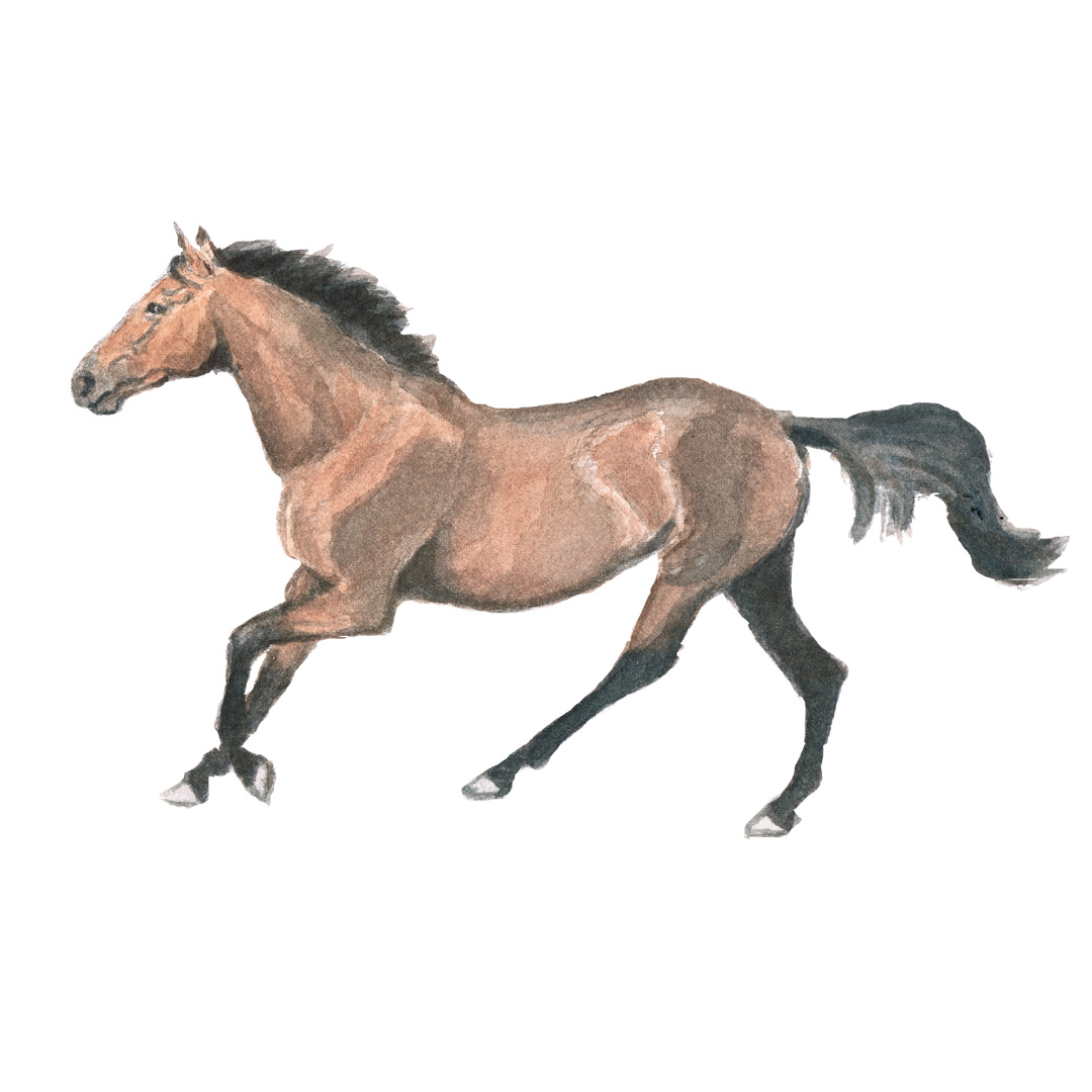 horse cantering