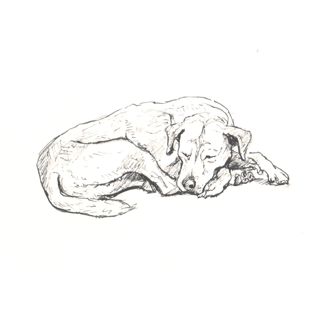Labrador Pen Drawing