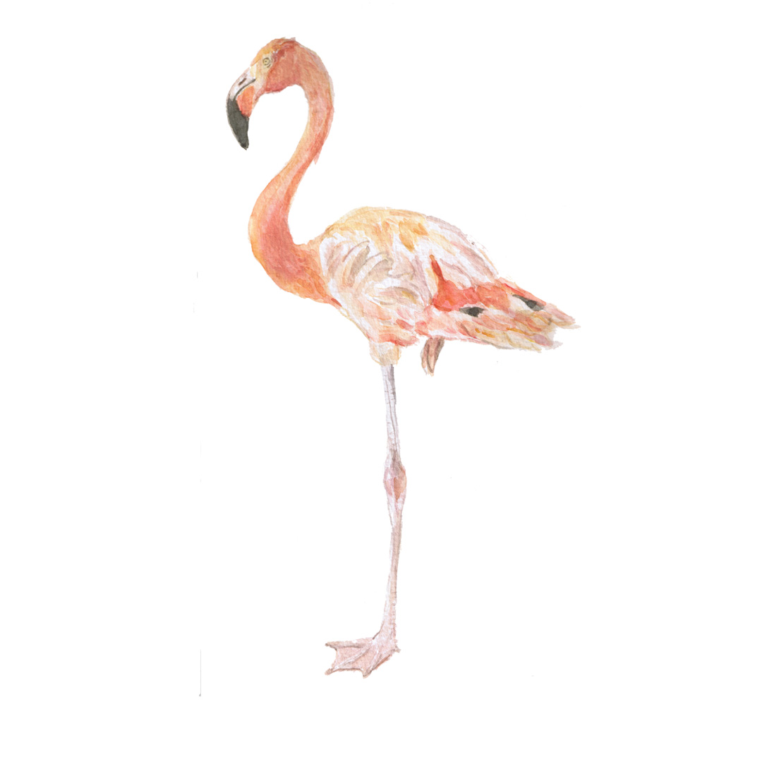 Flamingo Watercolour Illustration