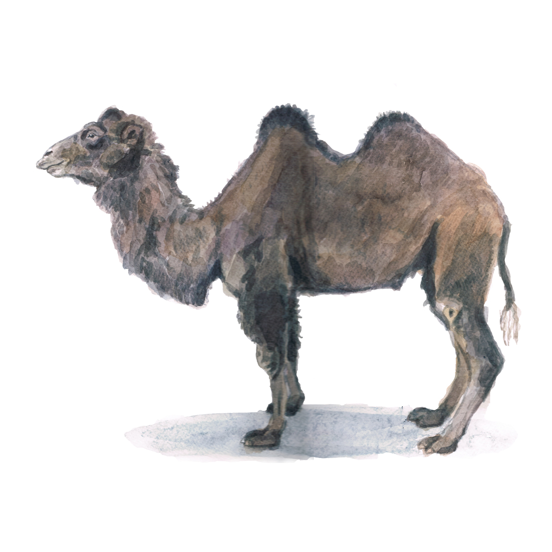 Bactrian-Camel-Watercolour-Illustration