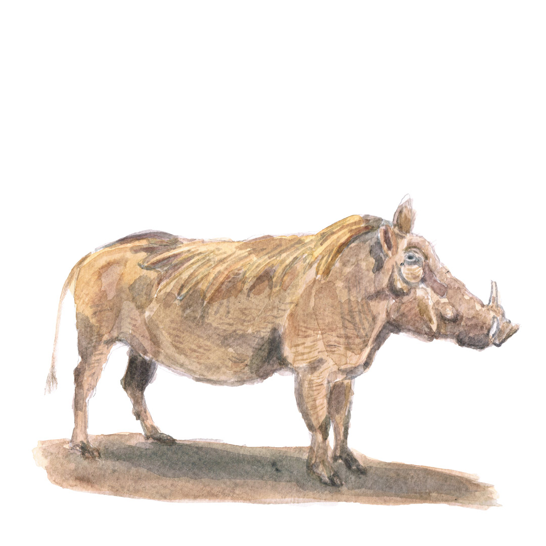 Warthog watercolour illustration