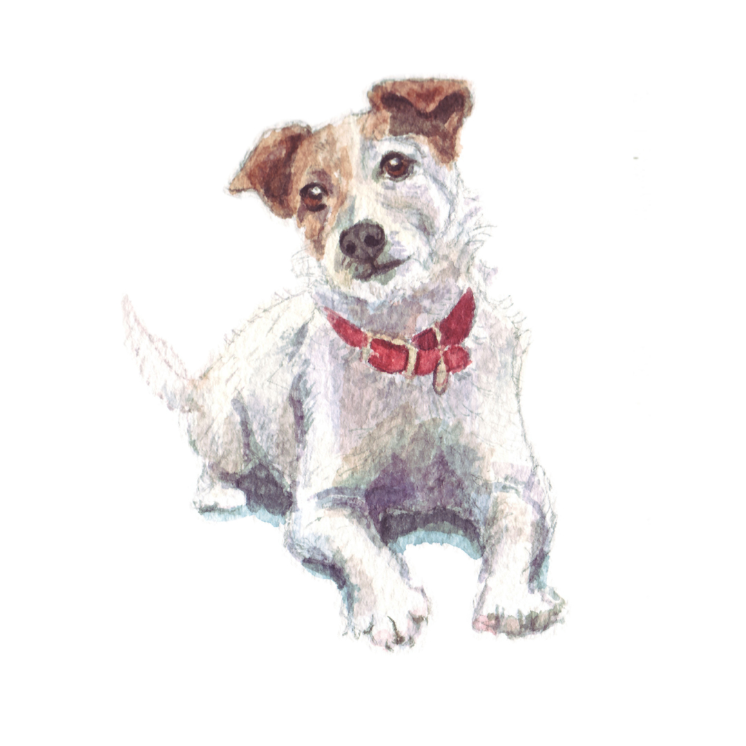 Jack Russell Terrier illustration painting